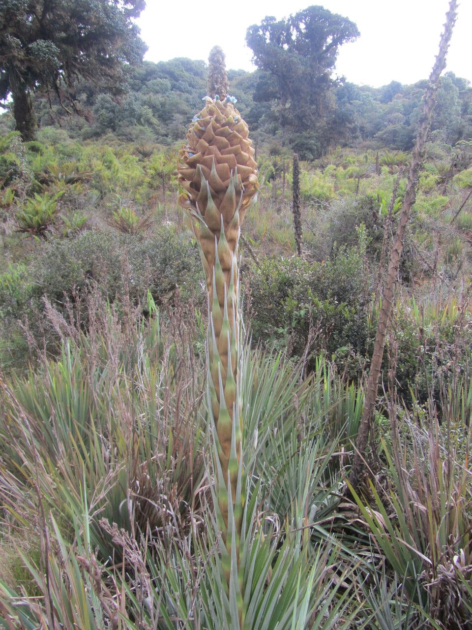 Puya dasylirioides flower