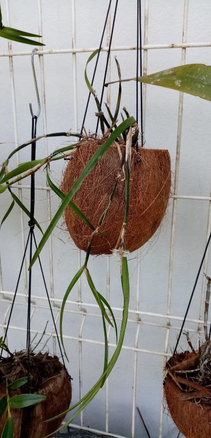 Scaphyglottis prolifera — houseplant care guide