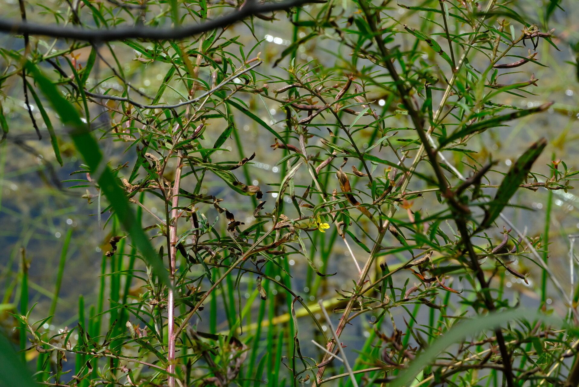 Ludwigia abyssinica habit