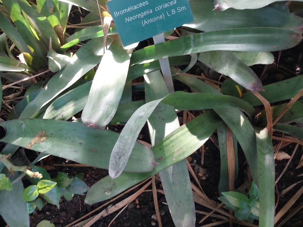 Neoregelia coriacea — houseplant care guide