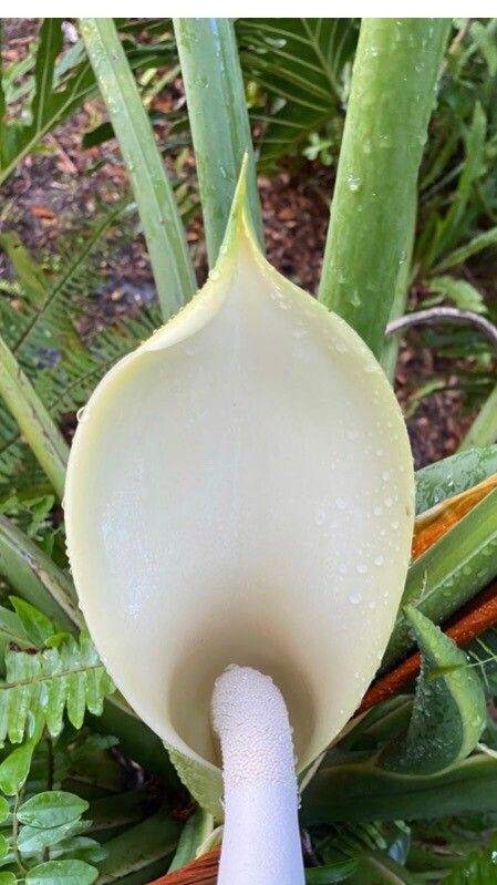 Thaumatophyllum bipinnatifidum flower