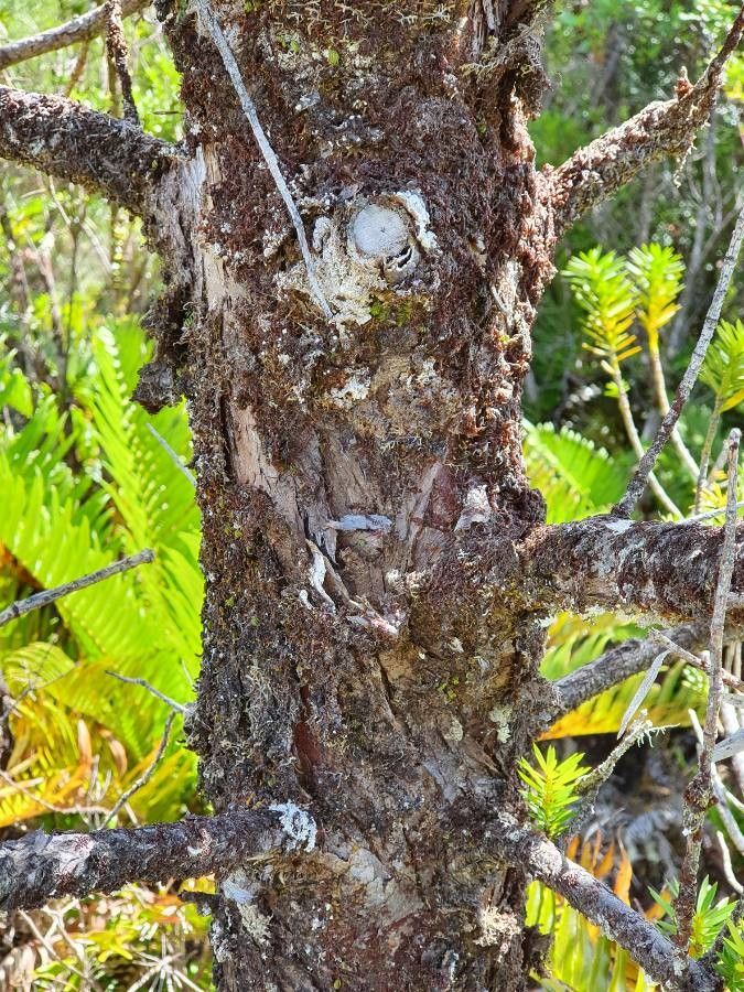 Podocarpus nubigenus bark