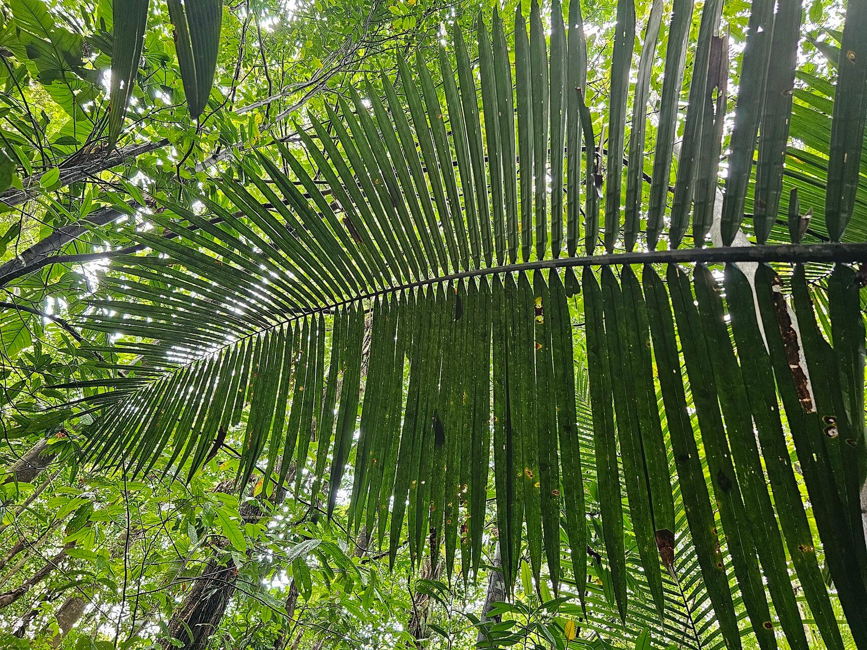 Attalea guianensis — houseplant care guide