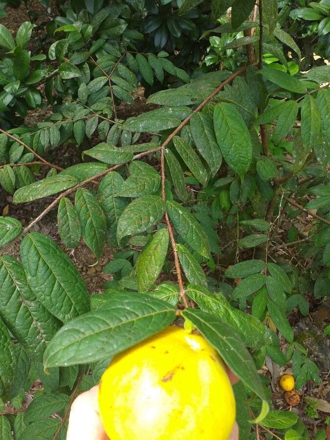 Eugenia stipitata leaf