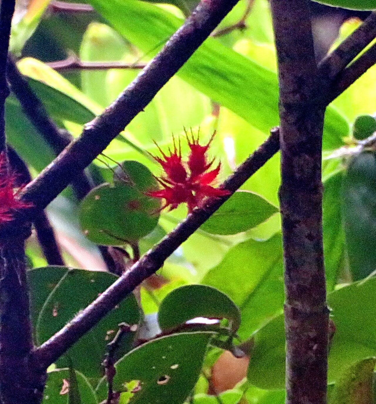Miconia blepharodes flower