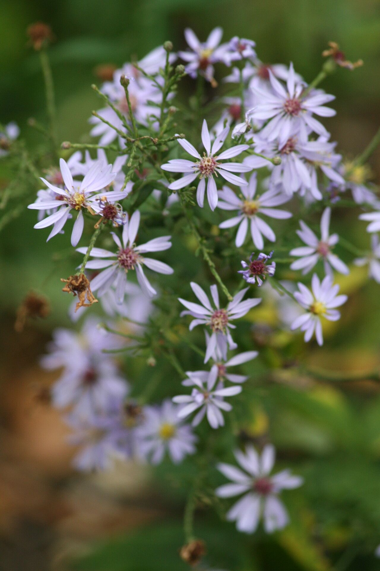 Symphyotrichum urophyllum flower