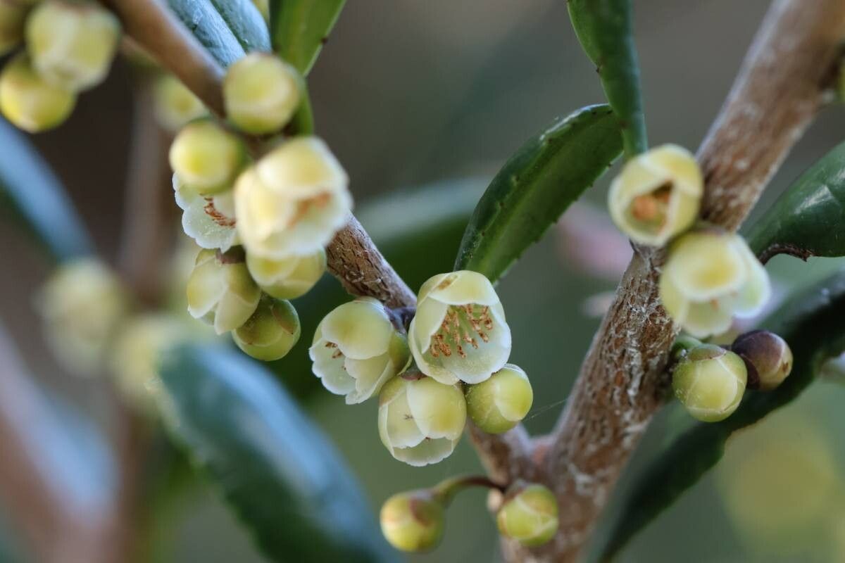 Eurya emarginata flower