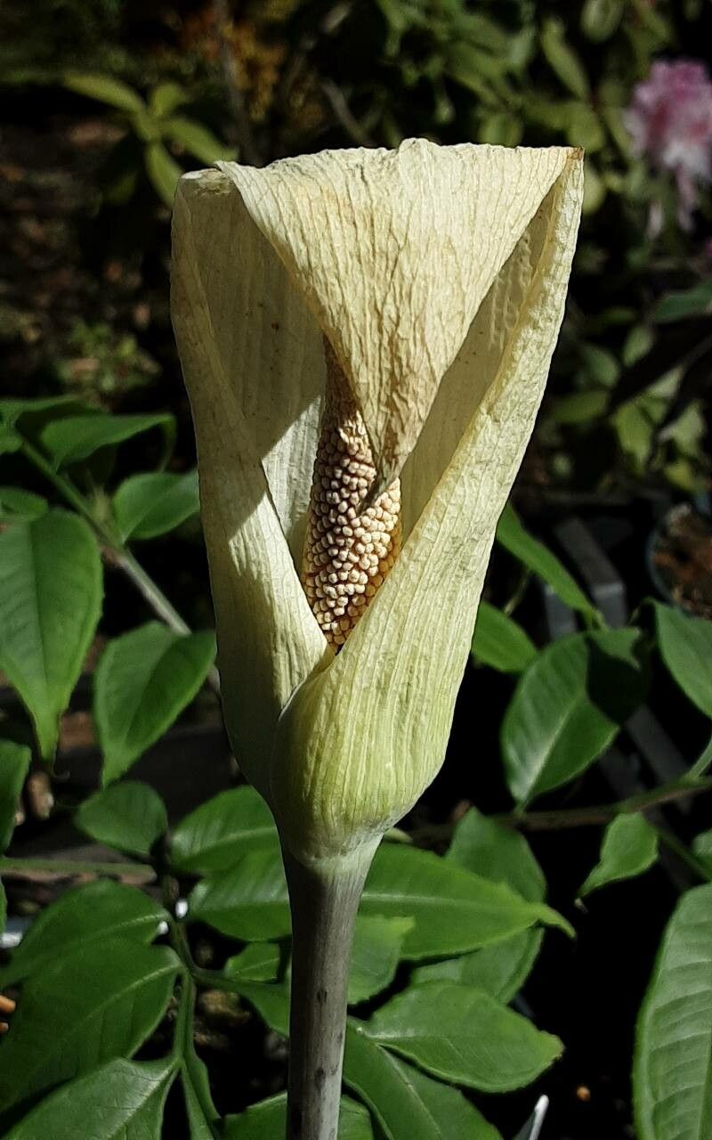 Amorphophallus albus — related species from the same genus