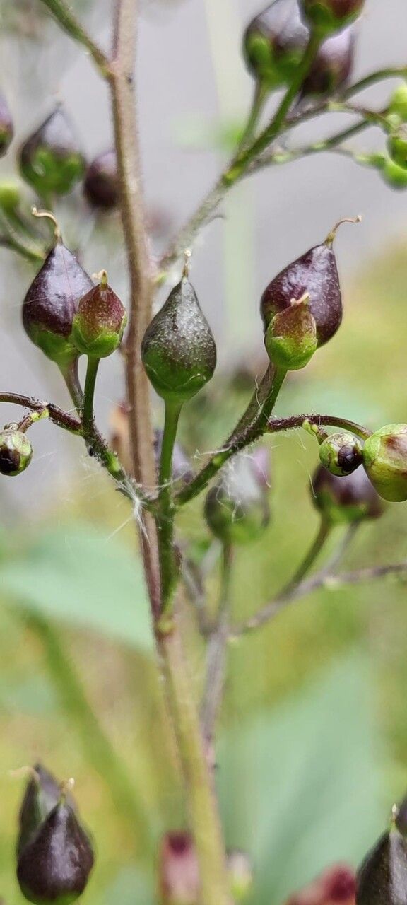 Scrophularia oblongifolia fruit