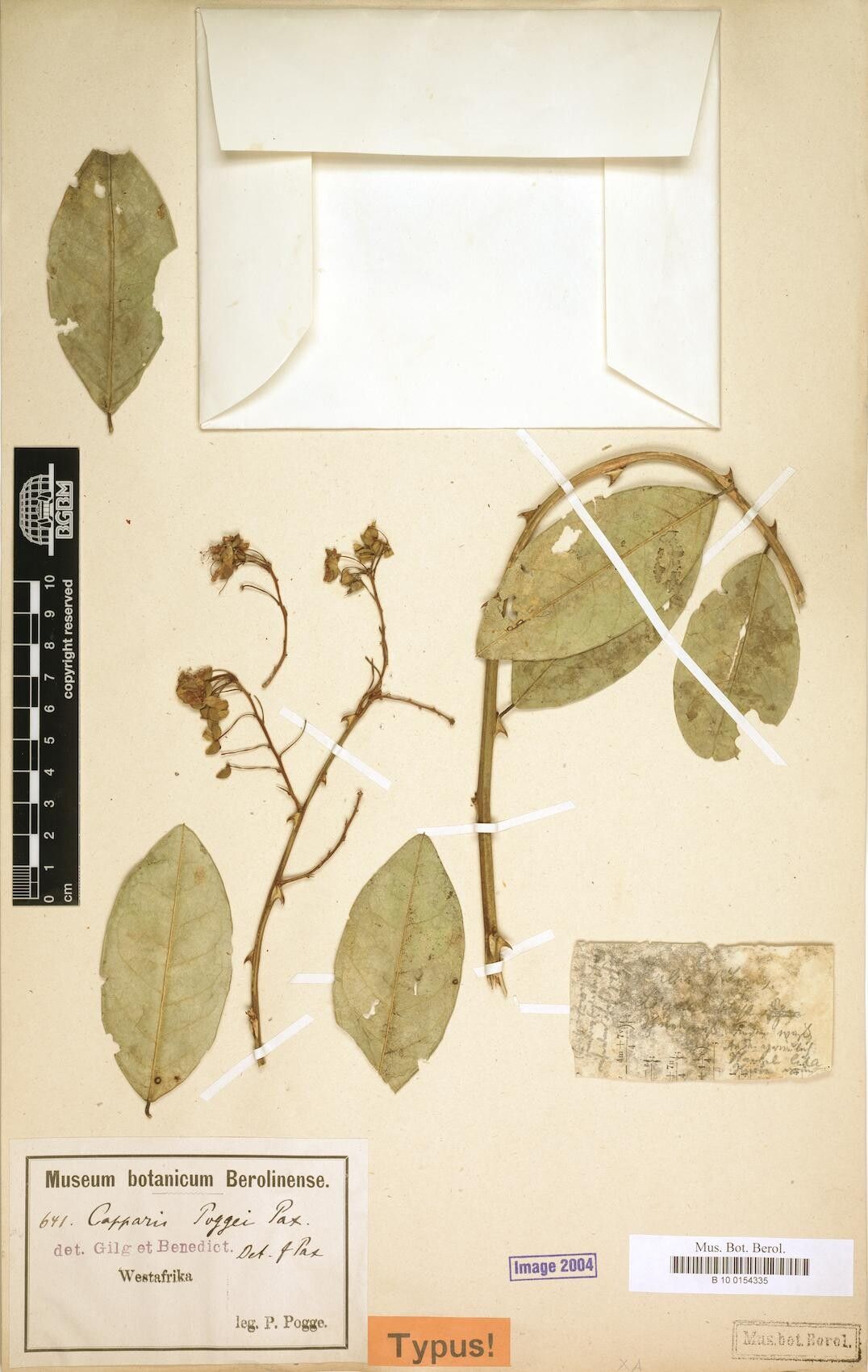 Capparis poggei — search result for 'Capparis'