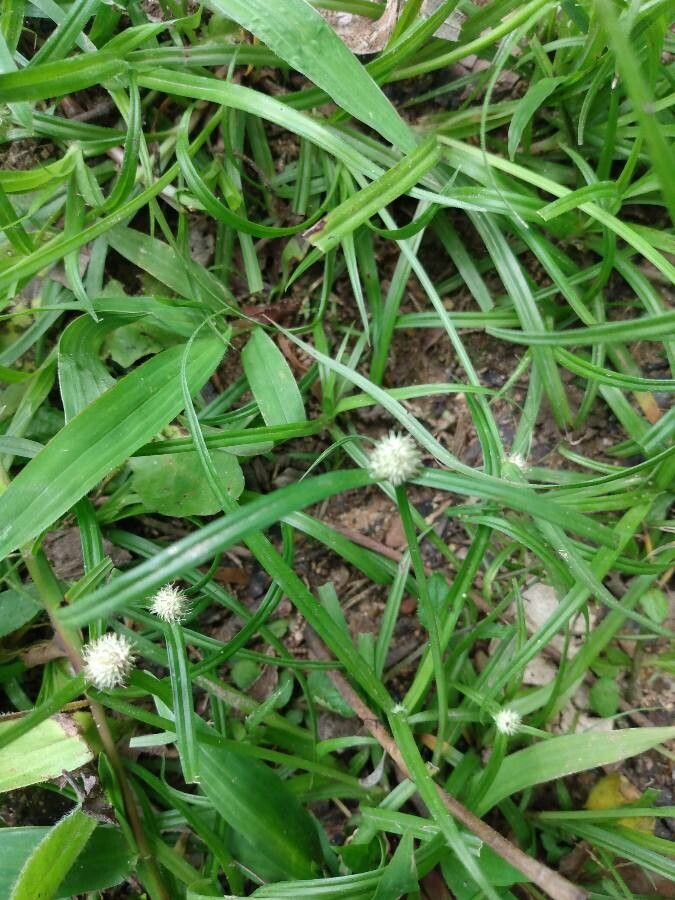 Cyperus mindorensis flower