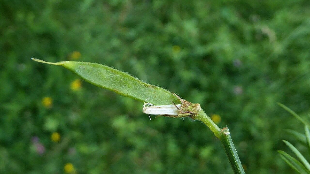 Lathyrus pratensis fruit