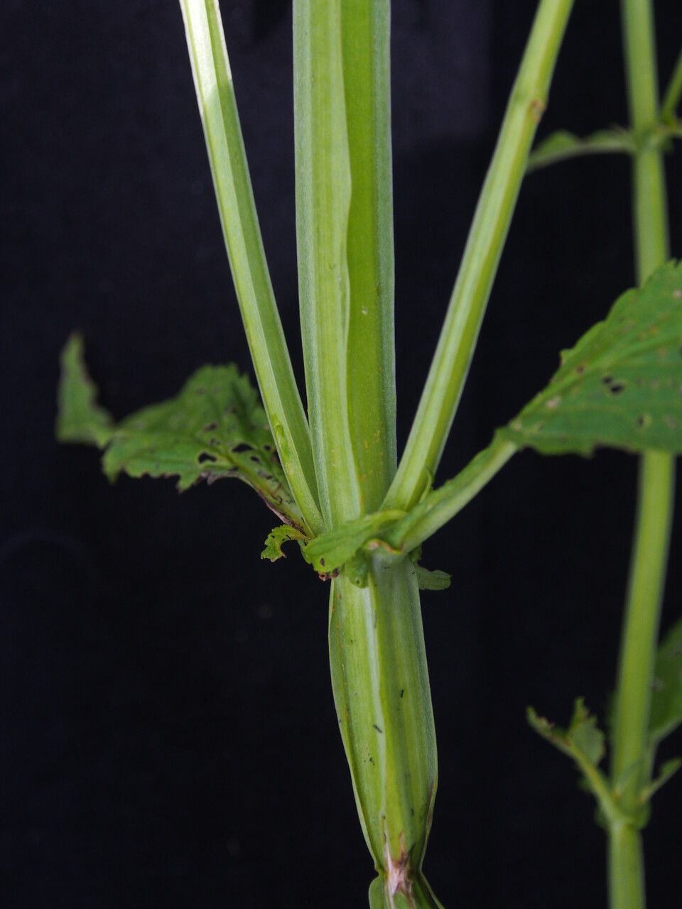 Scrophularia elatior bark