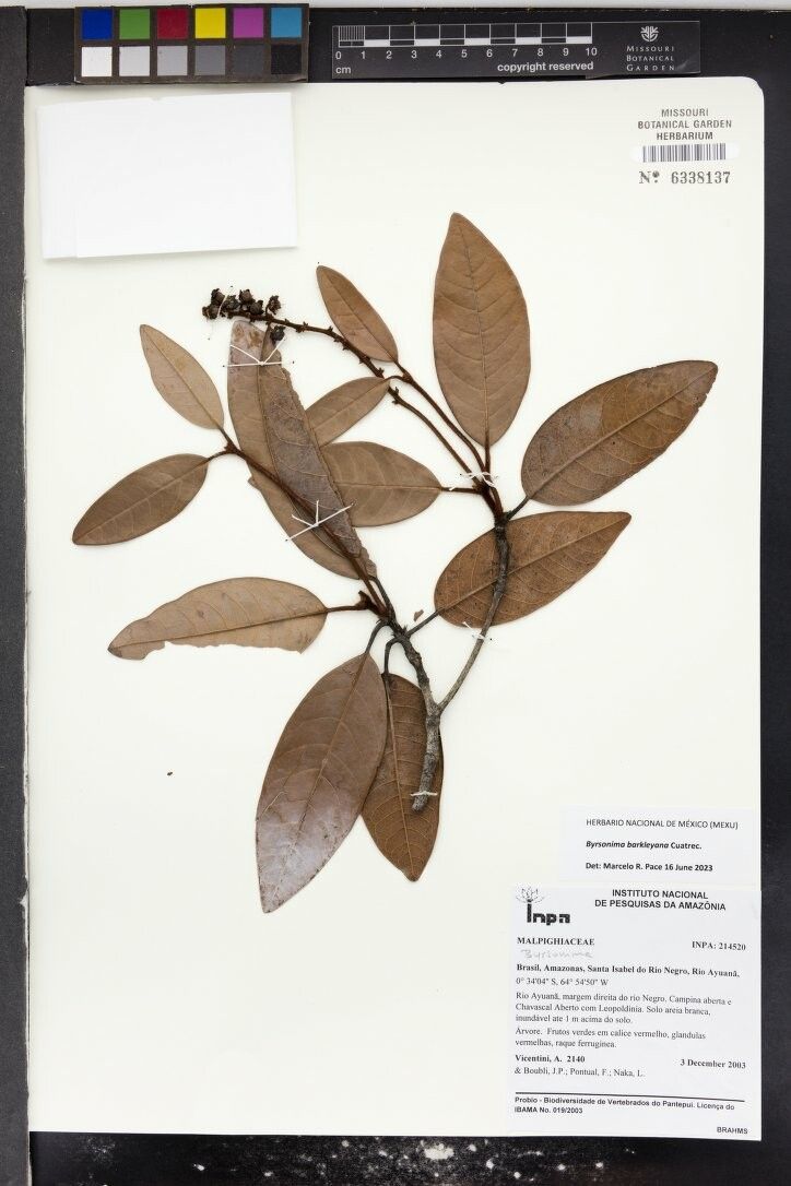 Byrsonima punctulata — houseplant care guide