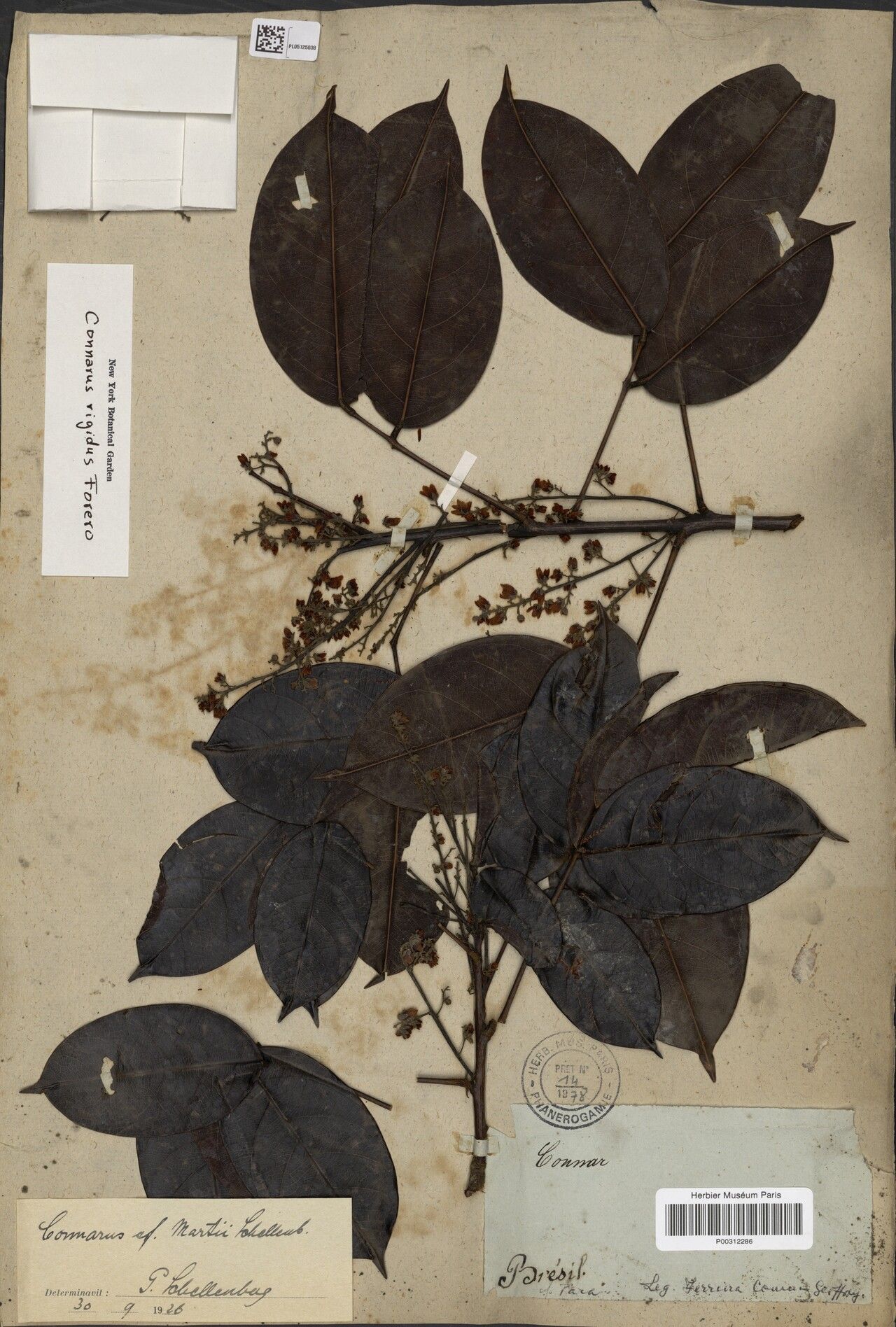 Connarus coriaceus leaf