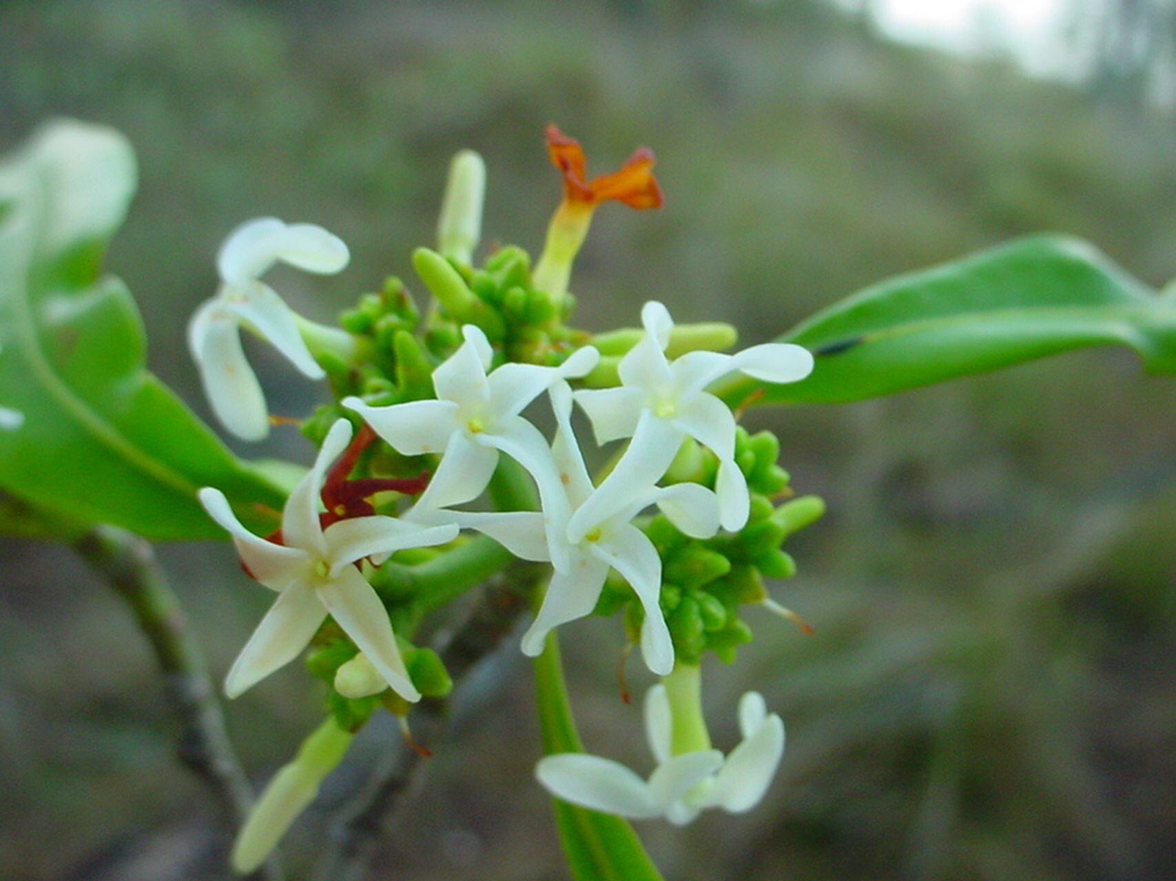 Ochrosia inventorum flower