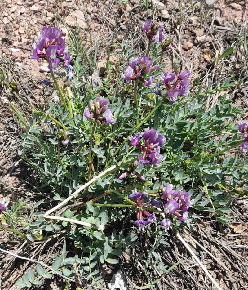Astragalus cruckshanksii habit