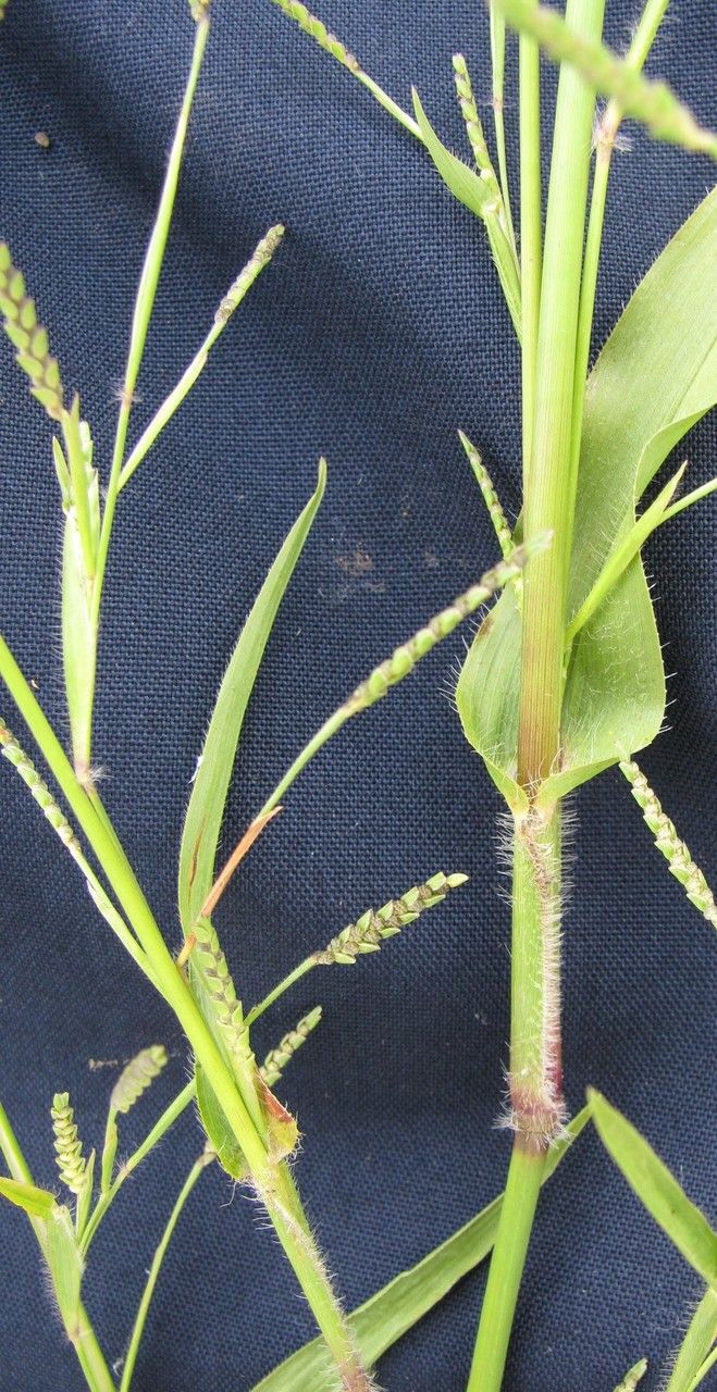 Hackelochloa granularis other