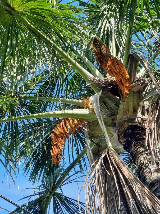 Mauritia flexuosa flower