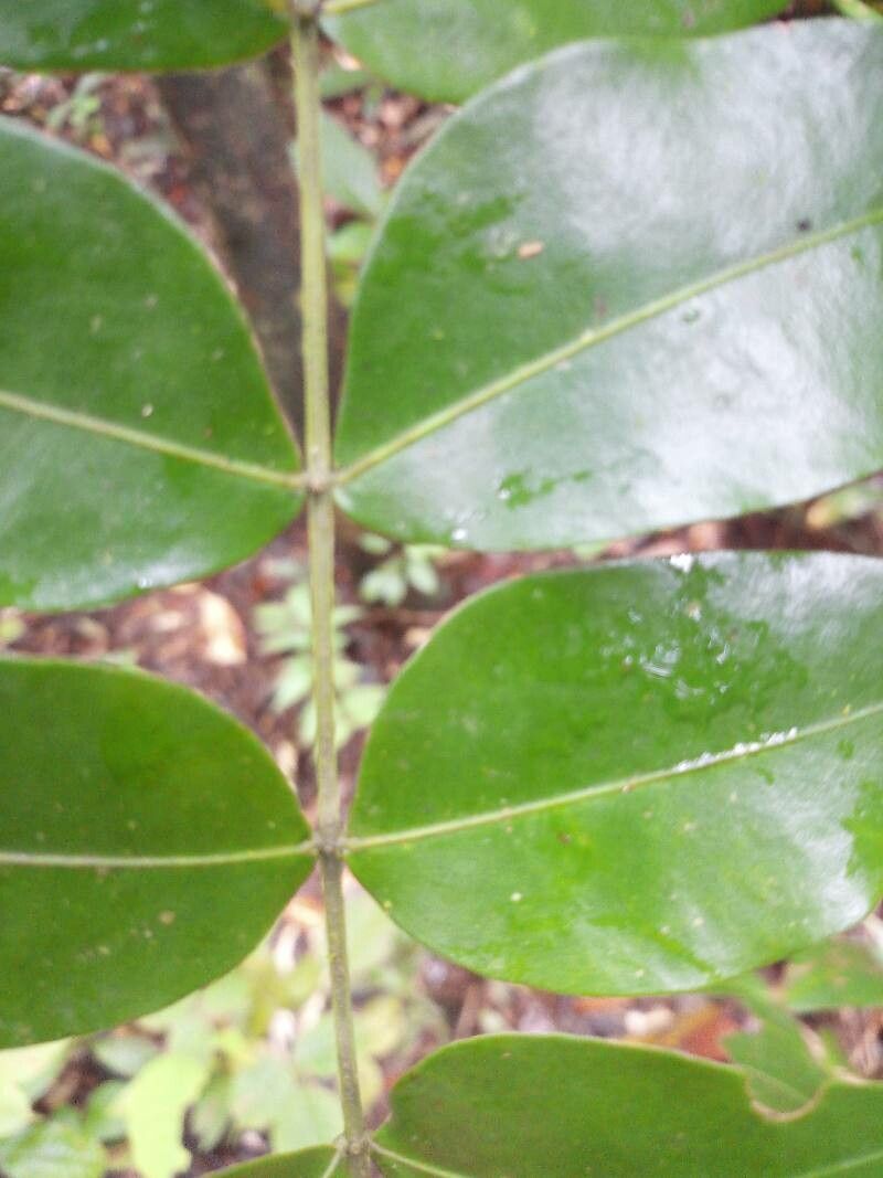 Inga gracilifolia leaf