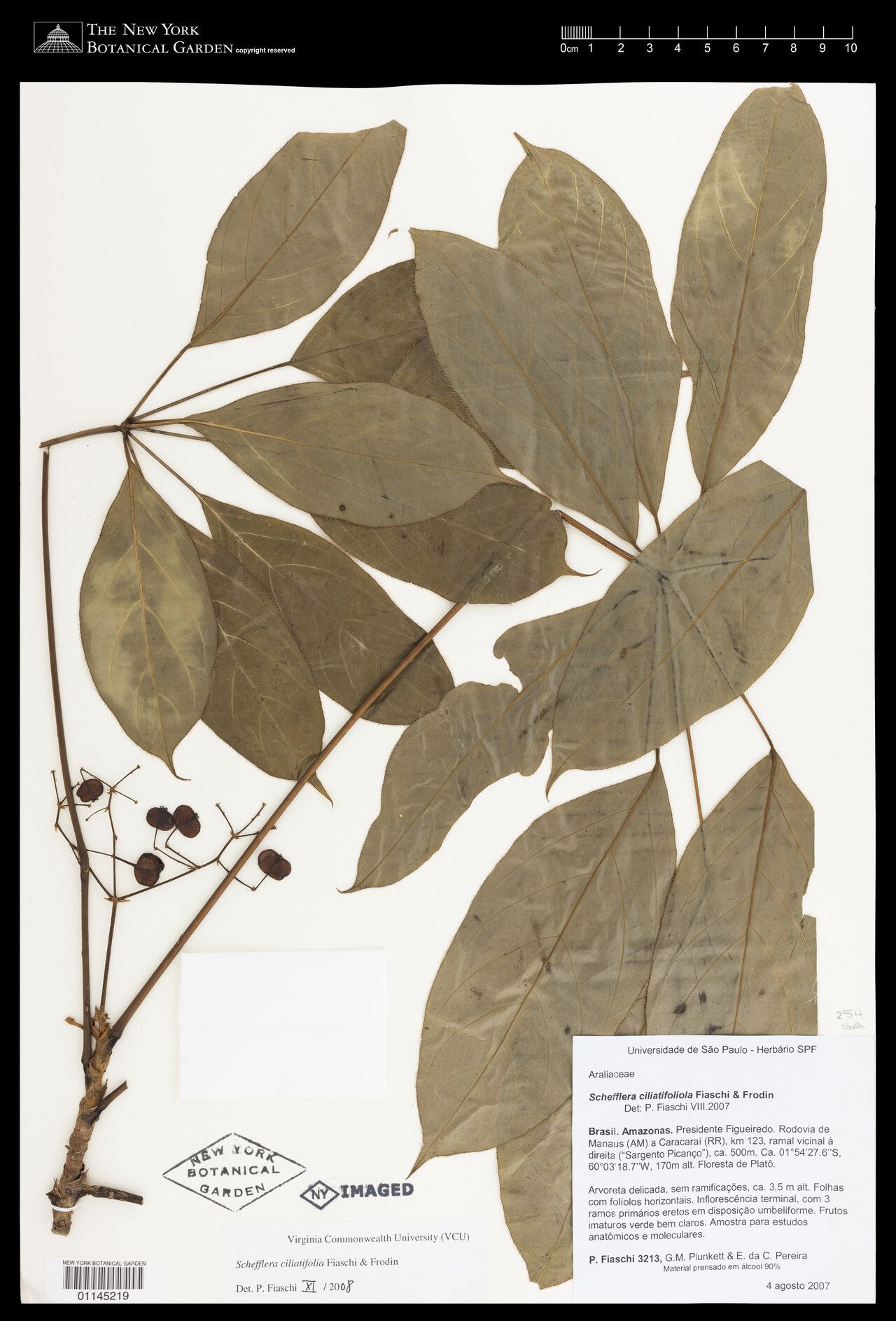 Didymopanax ciliatifolius — related species from the same genus