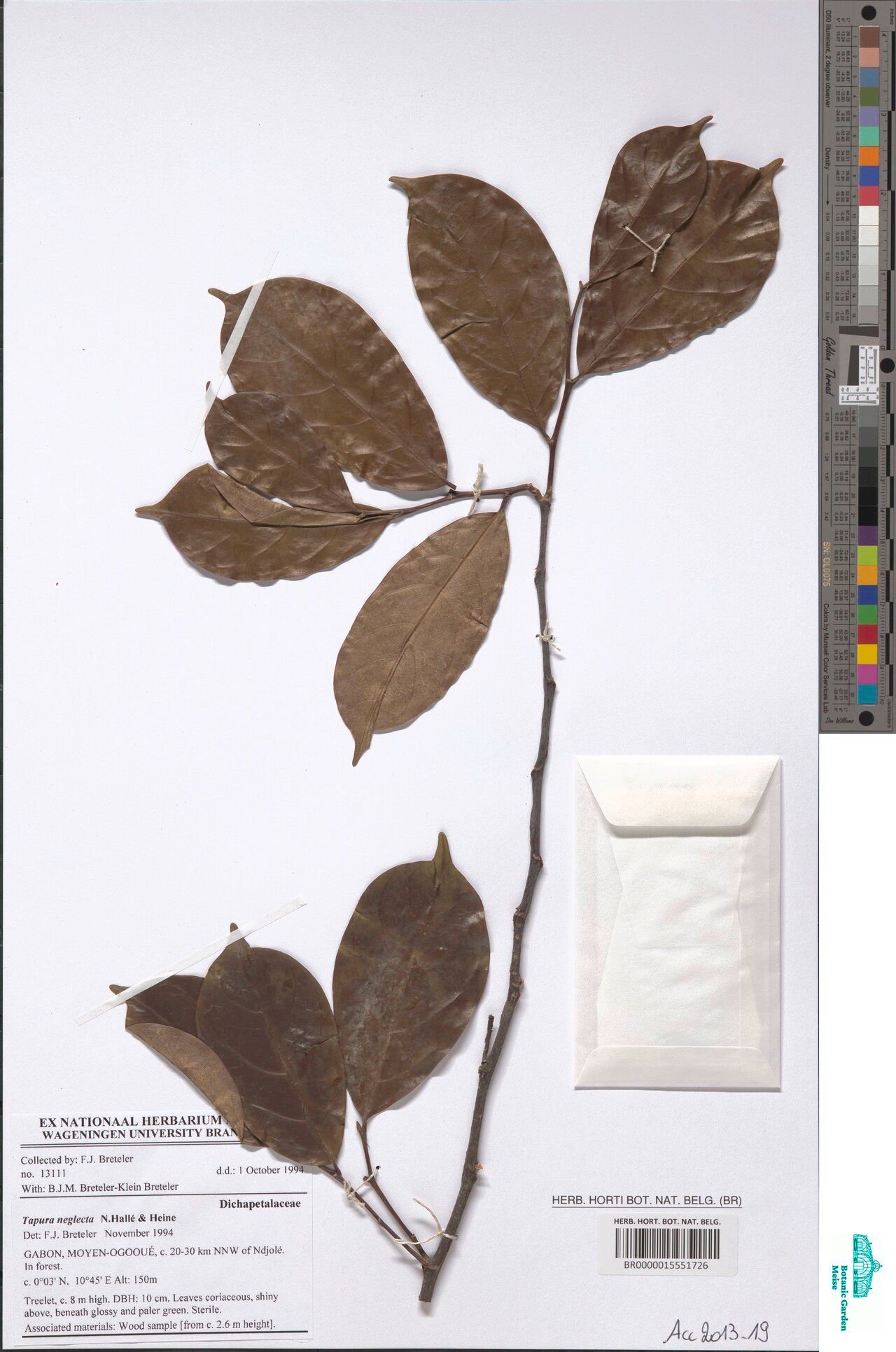 Tapura neglecta — houseplant care guide