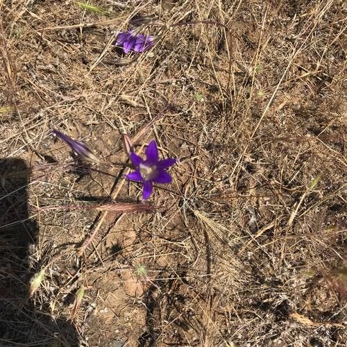 Brodiaea terrestris — houseplant care guide