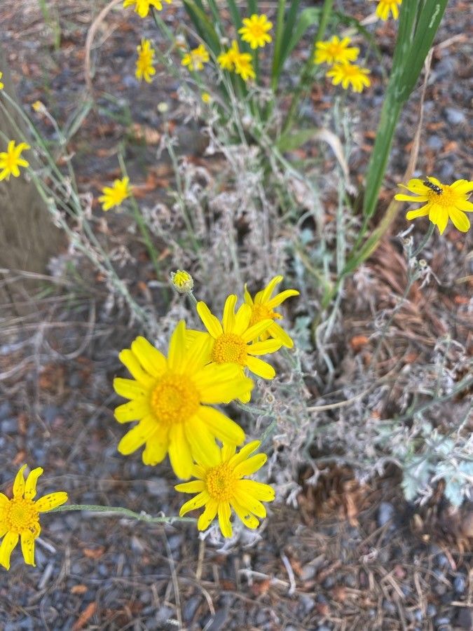 Bahia absinthifolia flower