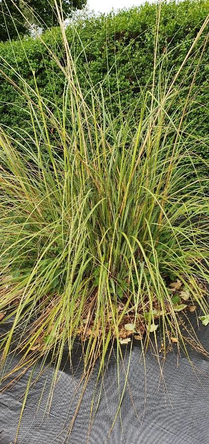 Spartina pectinata flower