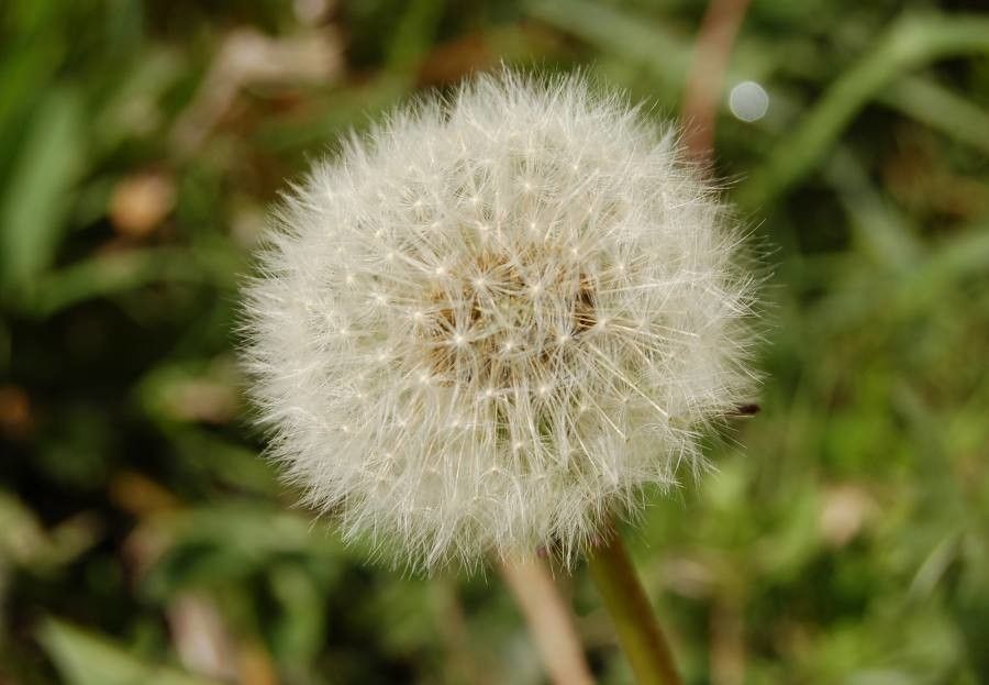 Taraxacum oxoniense fruit