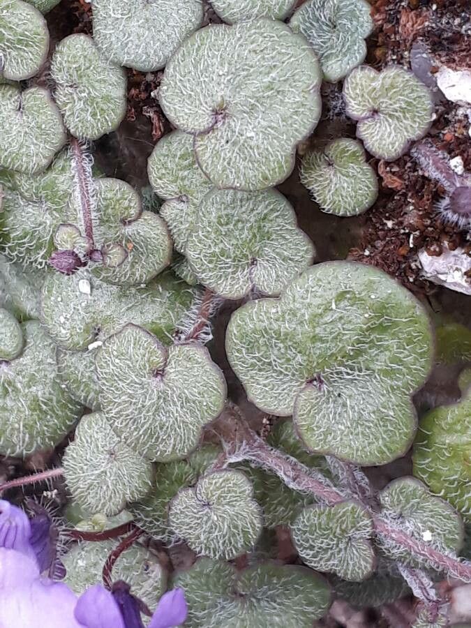 Cymbalaria aequitriloba leaf