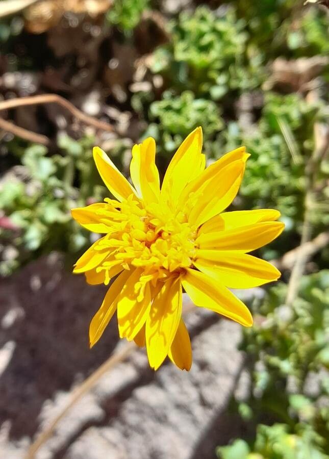 Haplopappus scrobiculatus flower