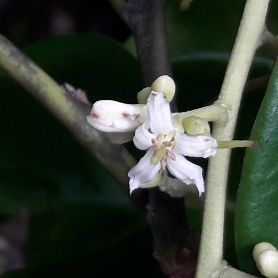 Citronella macrocarpa flower