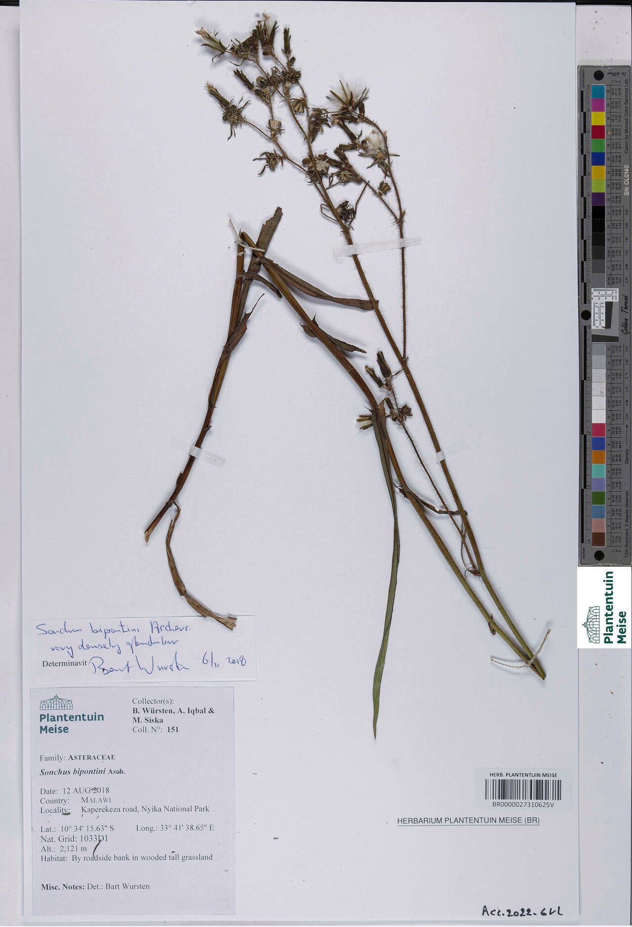 Sonchus bipontini — houseplant care guide