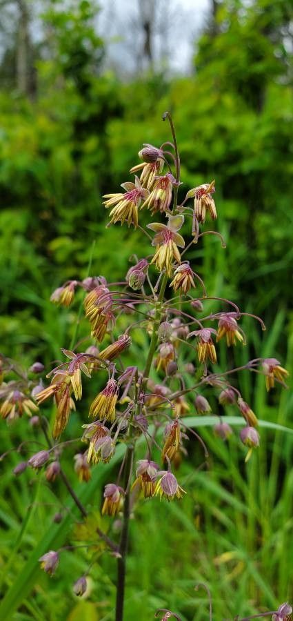 Thalictrum occidentale flower