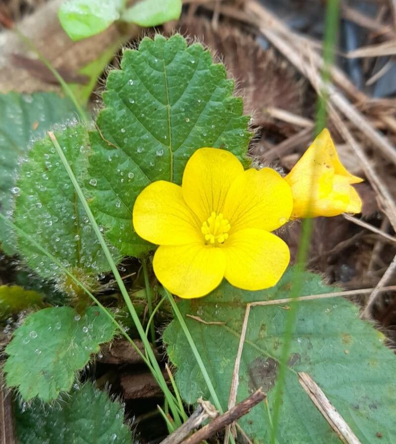 Melochia chamaedrys flower
