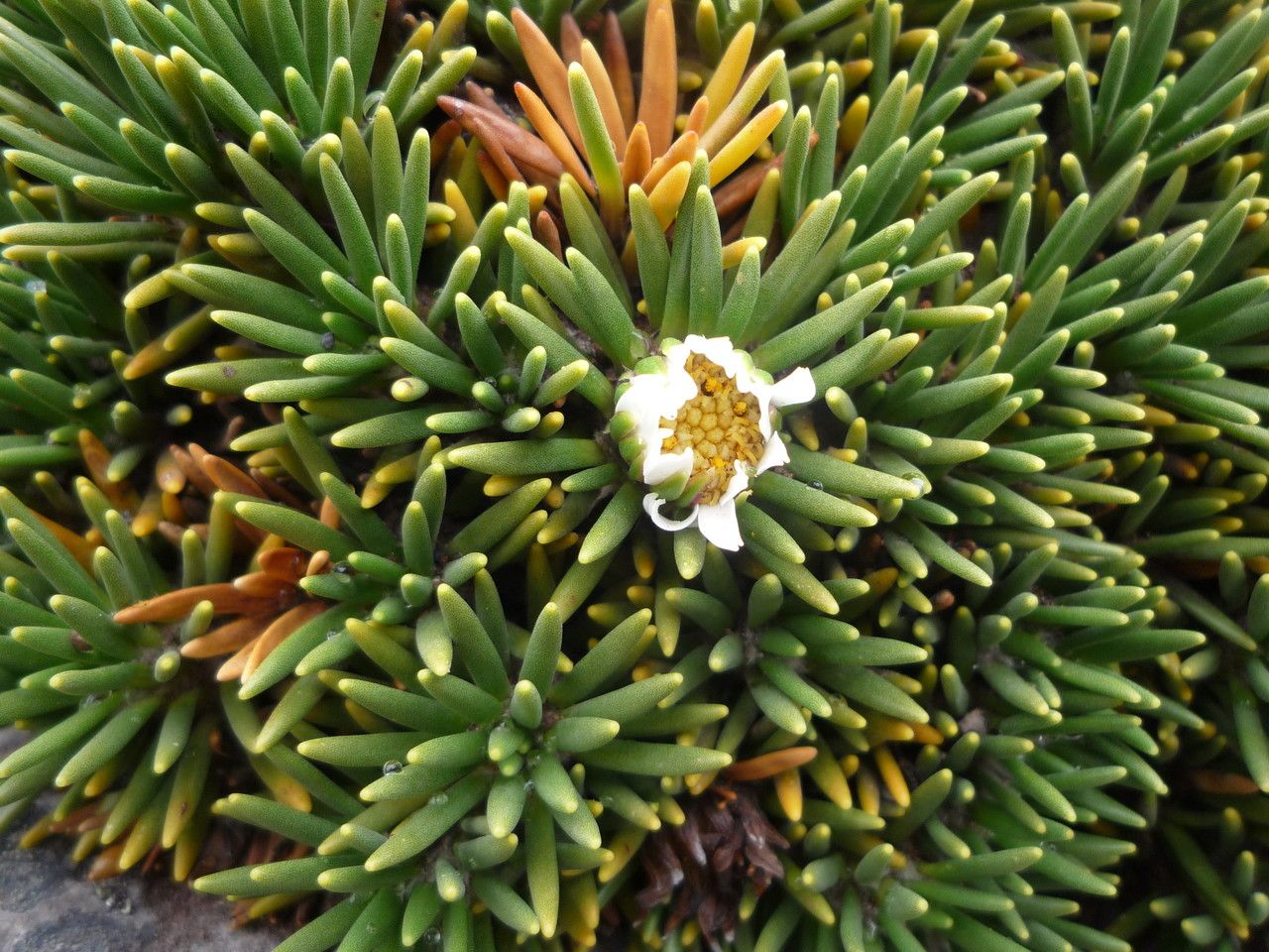 Xenophyllum rigidum — houseplant care guide