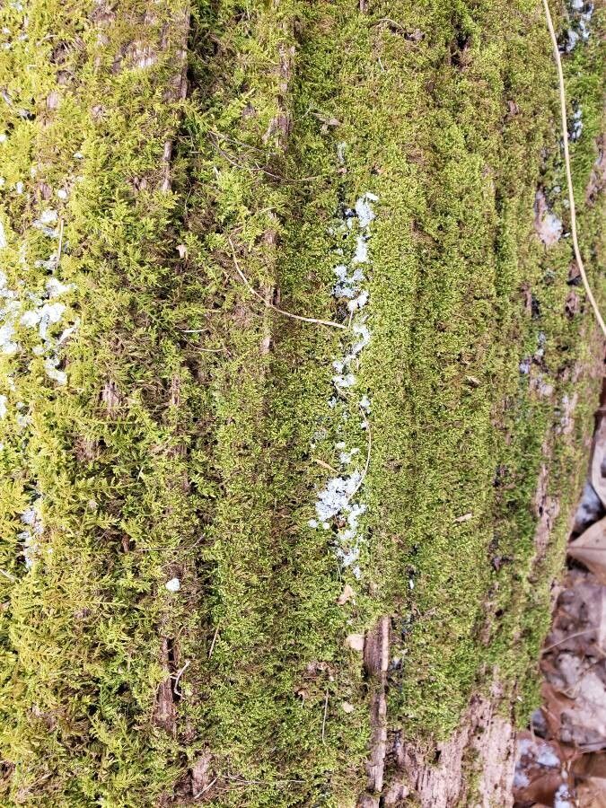 Aspidotis densa habit