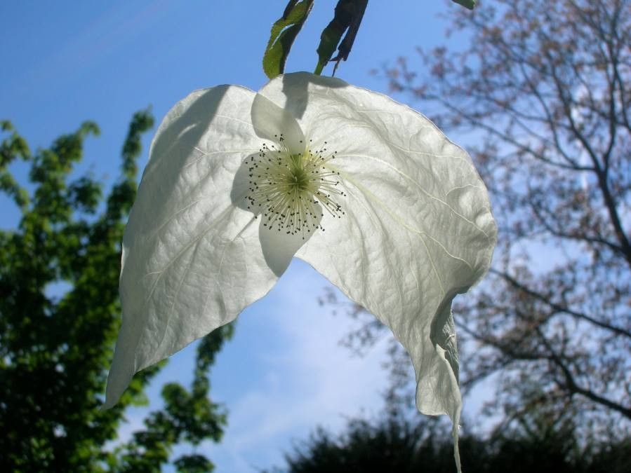 Davidia involucrata flower