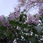 Syringa vulgaris