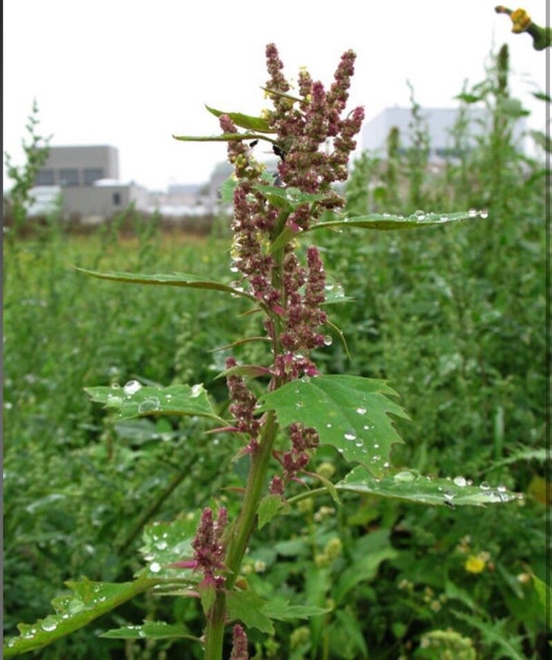 Chenopodium giganteum flower