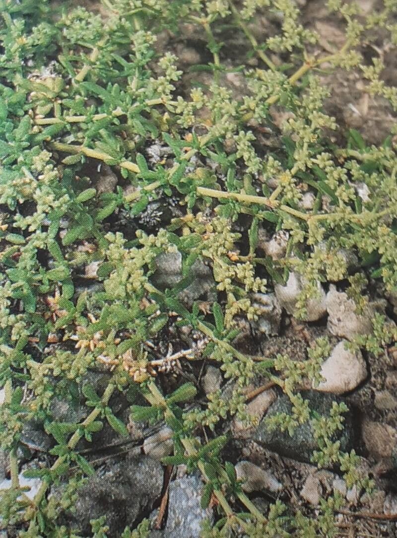 Herniaria canariensis — related species from the same genus