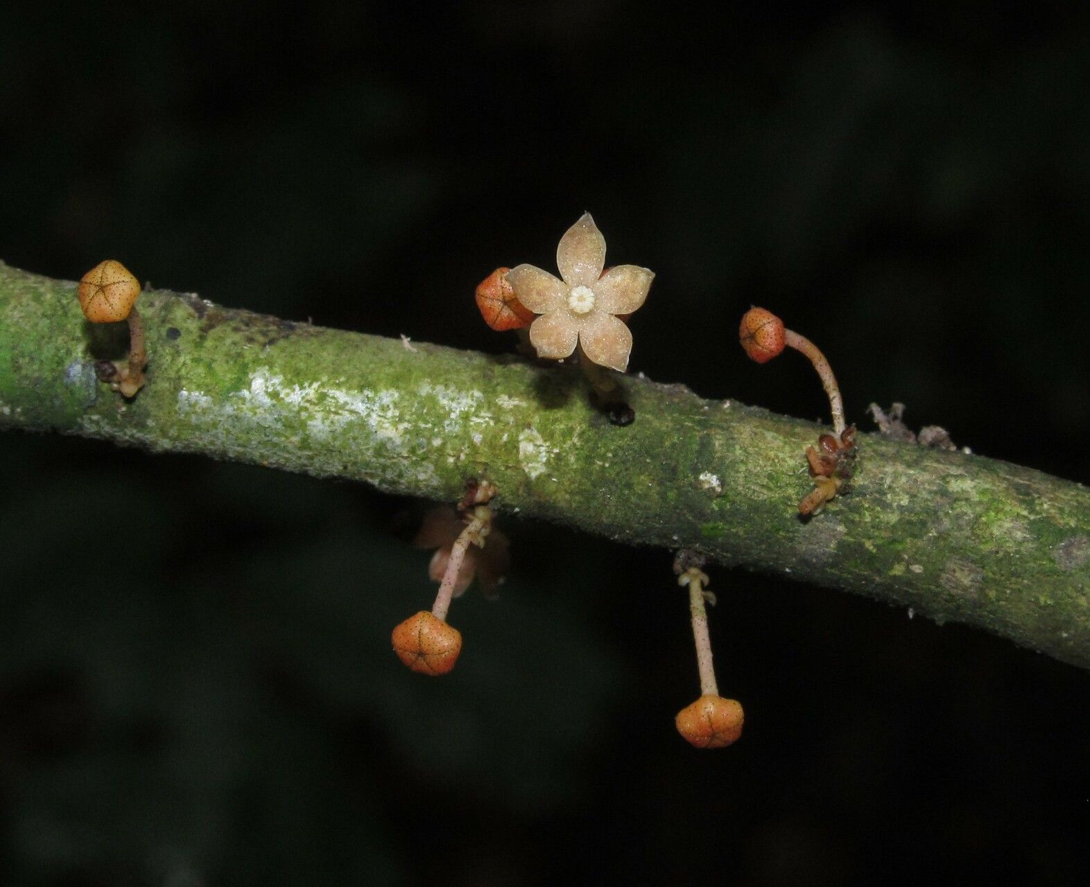 Cola micrantha flower