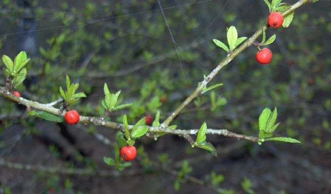 Ilex myrtifolia — search result for 'Ilex'