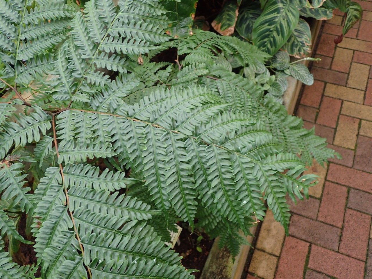 Pteris tripartita — search result for 'Pteris'