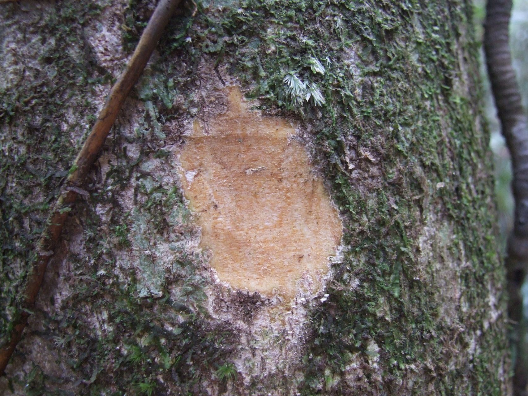 Planchonella thiensis — houseplant care guide