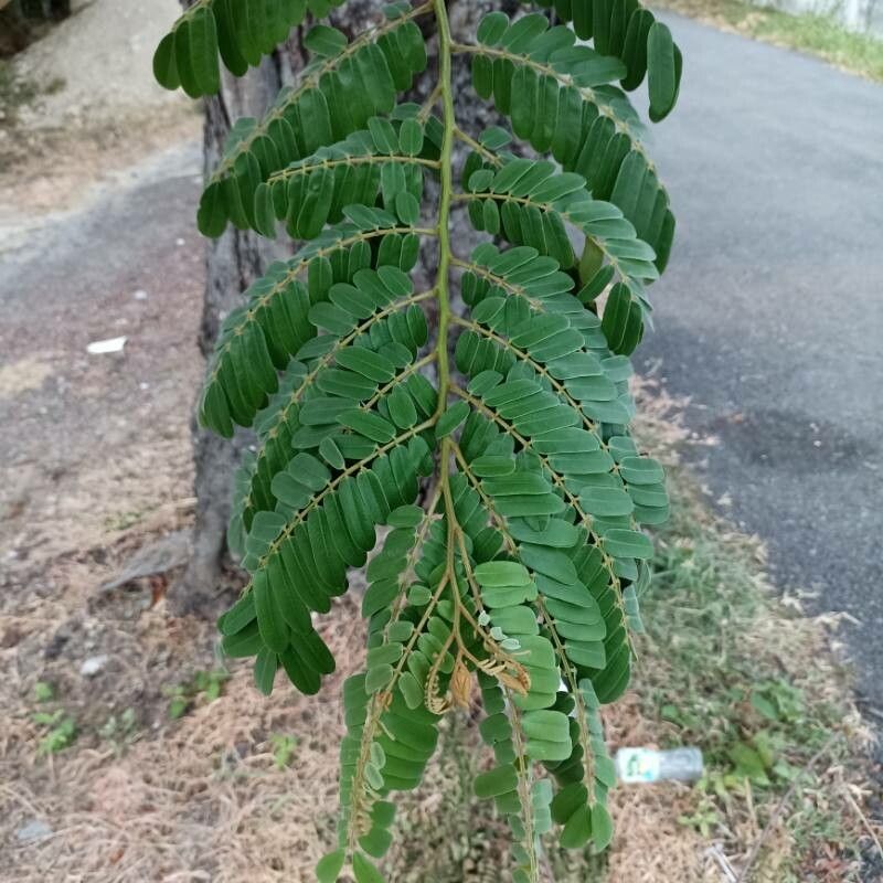 Cassia leiandra — search result for 'Cassia'