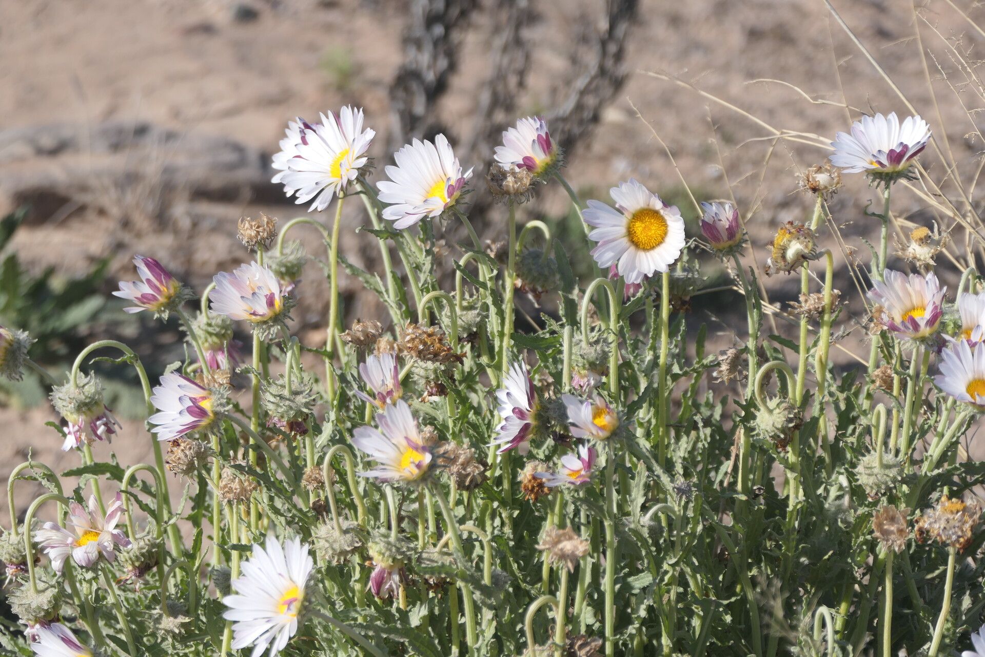 Arctotis leiocarpa habit