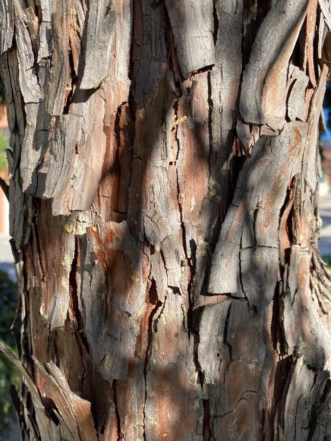 Juniperus flaccida bark