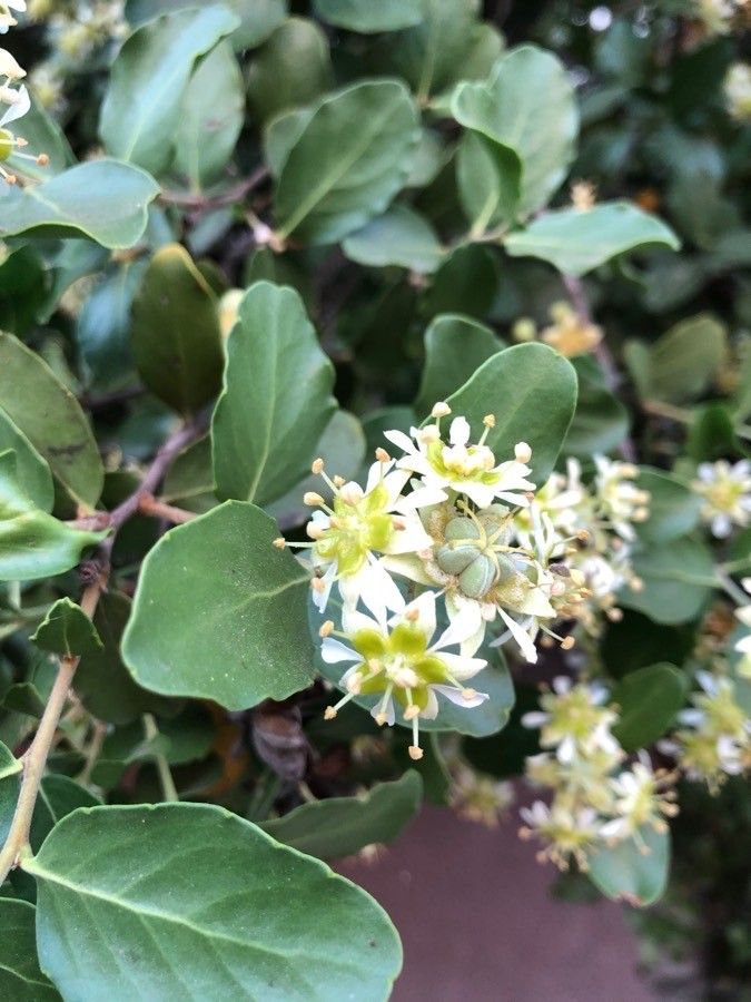 Quillaja saponaria flower